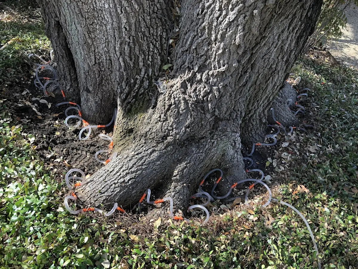 Detailed Tree Cabling and Bracing job site in Brandon